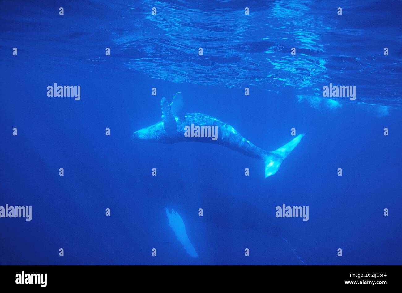 Buckelwal (Megaptera novaeangliae), Kalb spielt inblauem Wasser, Silverbanks, Dominikanische Republik, Karibik Stockfoto