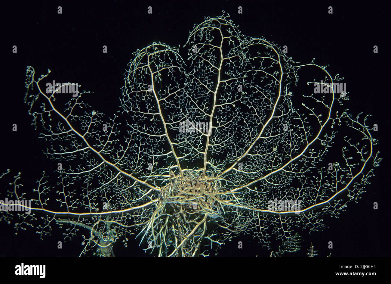 Korbstern, Karibik Korbstern (Astrophyton muricatum, Euryale muricatum), der Pfannkuchenfresser wird häufig in nigth, mit, Kuba, Karibik gefunden Stockfoto