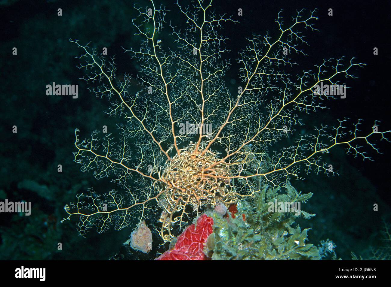 Korbstern, Karibik Korbstern (Astrophyton muricatum, Euryale muricatum), der Pfannkuchenfresser wird häufig in nigth, mit, Kuba, Karibik gefunden Stockfoto