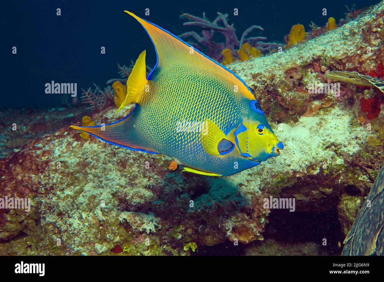 Königin Anglefish (Holacanthus ciliaris), in einem karibischen Korallenriff, Cozumel, Mexiko, Karibik Stockfoto