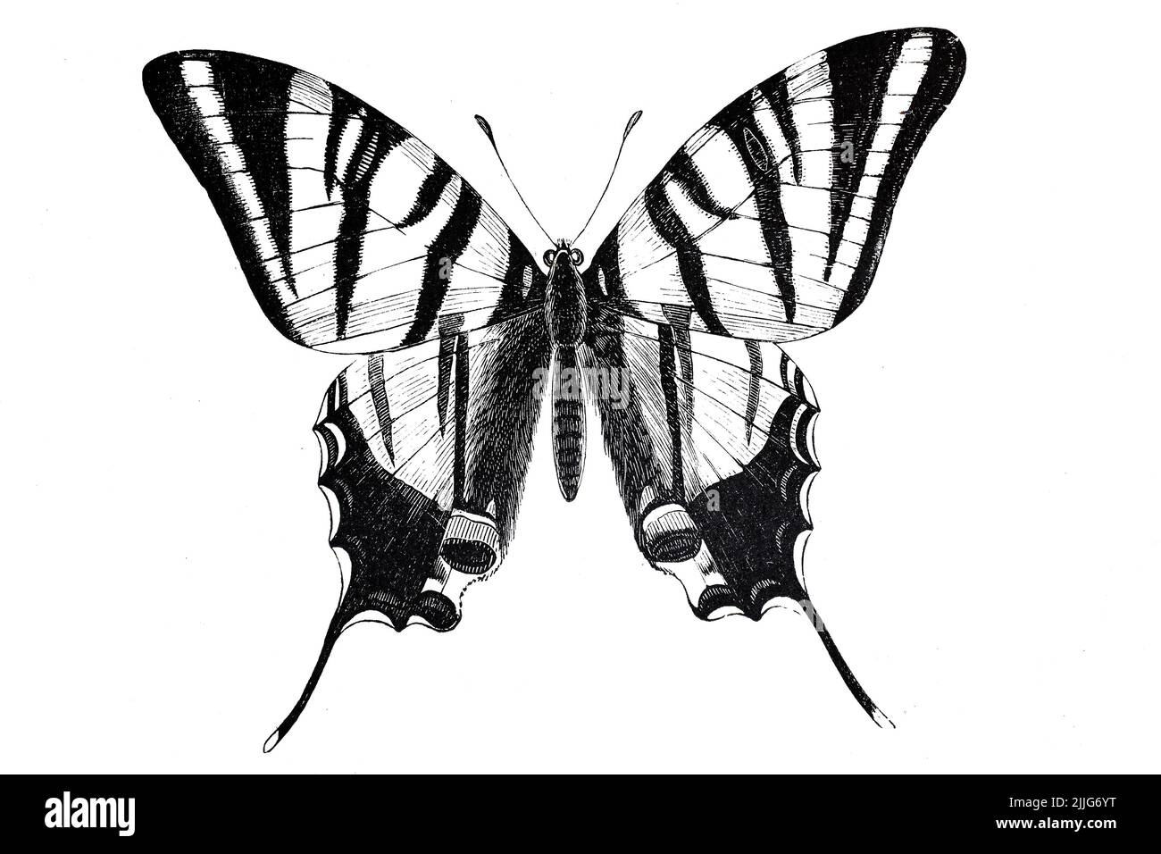 Segelfalter, Iphiclides podalirius, ein Schmetterling aus der Familie der Ritterfalter / Glider Butterfly, Iphiclides podalirius, ein Schmetterling aus der Familie der Ritter-Schmetterlinge, Historisch, historisch, digital verbesserte Reproduktion eines Originals aus dem 19.. Jahrhundert / digital restaurierte Reproduktion einer Originalvorlage aus dem 19. Jahrhundert, das Originaldatum nicht bekannt, Stockfoto