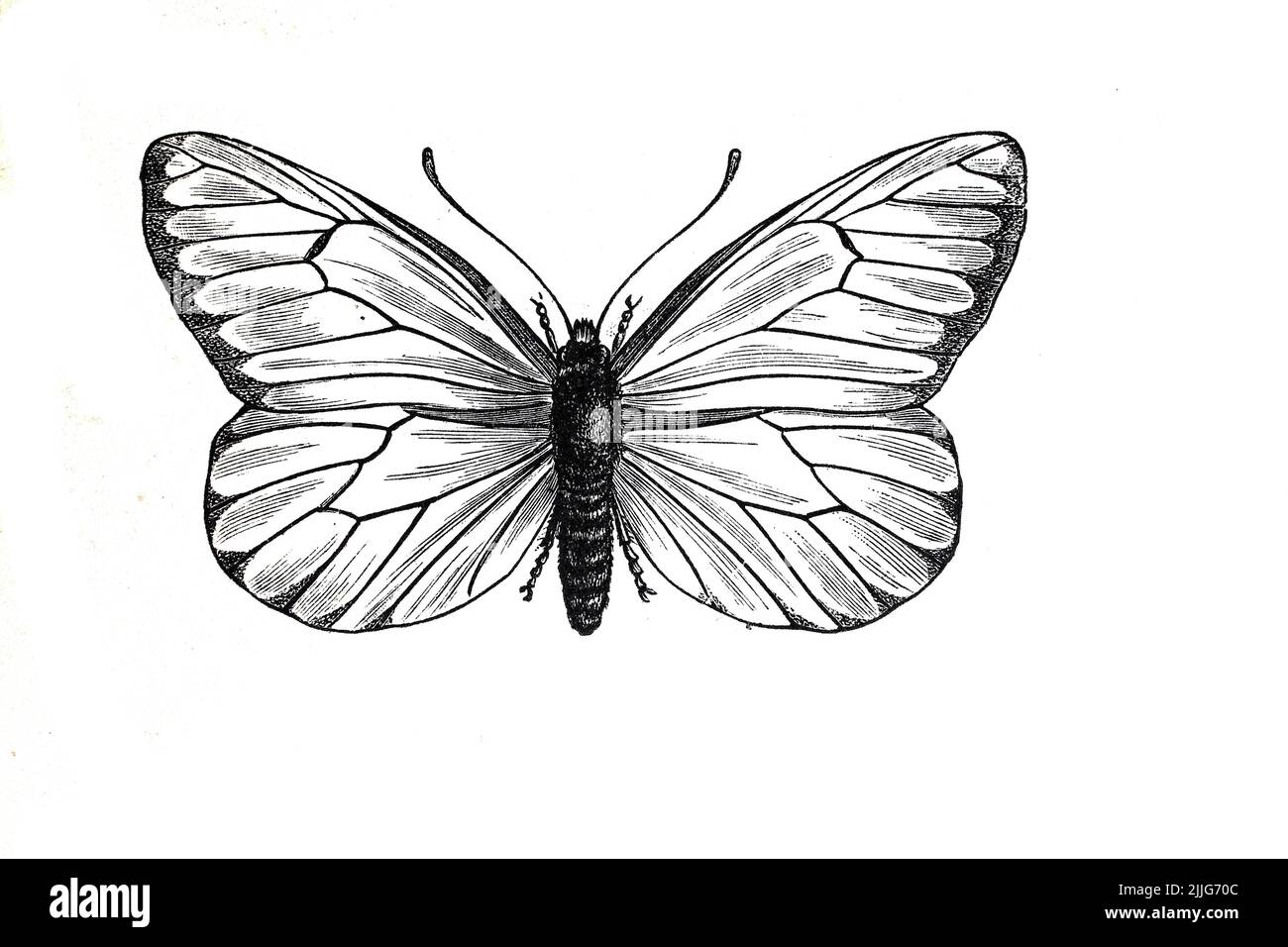 Baumweißling, Baum-Weißling, Aporia crataegi ist ein Schmetterling, Tagfalter, aus der Familie der Weißlinge / Tree white Butterfly, Tree white Butterfly, Aporia crataegi ist ein Schmetterling, Schmetterling, aus der Familie der weißen Schmetterlinge, Historisch, Historisch, Historisch, Digital verbesserte Reproduktion eines Originals aus dem 19.. Jahrhundert / digital restaurierte Reproduktion einer Originalvorlage aus dem 19. Jahrhundert, das Originaldatum nicht bekannt, Stockfoto