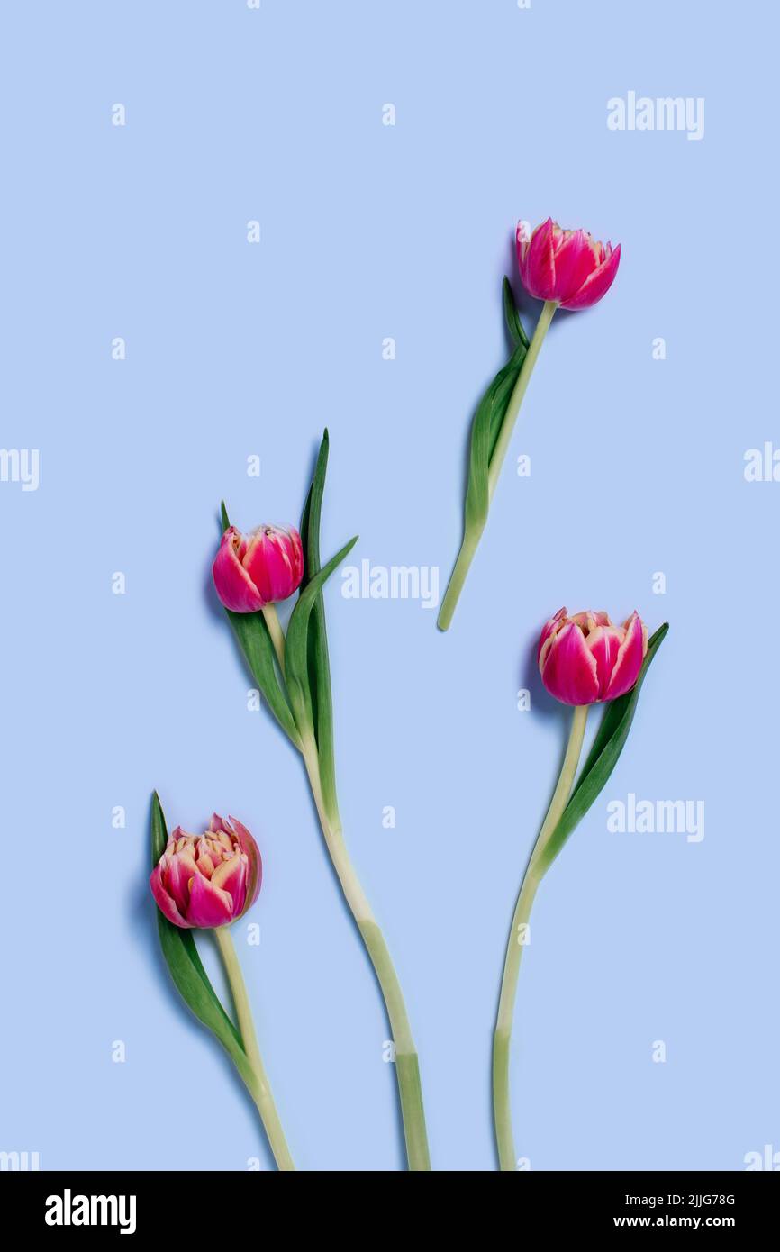 Weihnachtskarte mit frisch geschnittenen Tulpen auf vertikalem blauen Hintergrund. Stockfoto