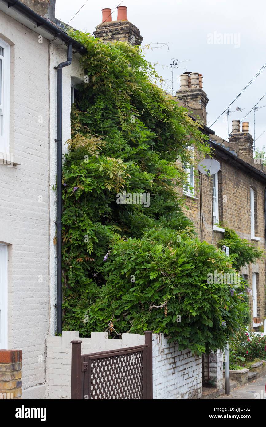 Eine sehr beliebte wilde Glyzinien wächst/wächst/klettert/klettert über die gesamte Fassade eines Reihenhauses in Twickenham, London. UK (131) Stockfoto
