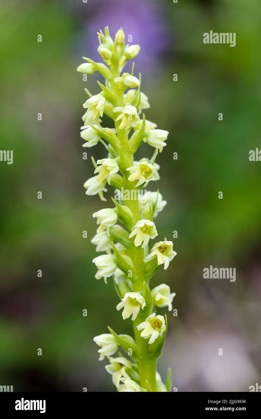 Kleine weiße Orchidee Stockfoto