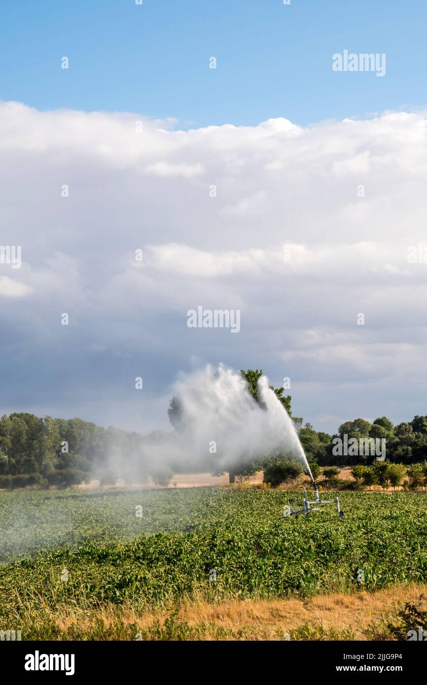 Eine Bewässerungsanlage, die während des heißen und trockenen Wetters im Juli 2022 ein Feld mit Zuckerrüben in Norfolk besprüht. Stockfoto