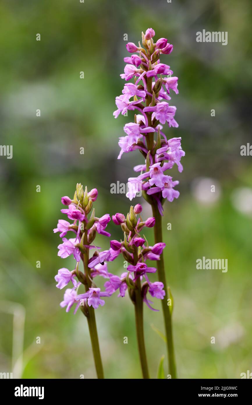 Gymnadenia conopsea var lapponica Fotos und Bildmaterial in hoher