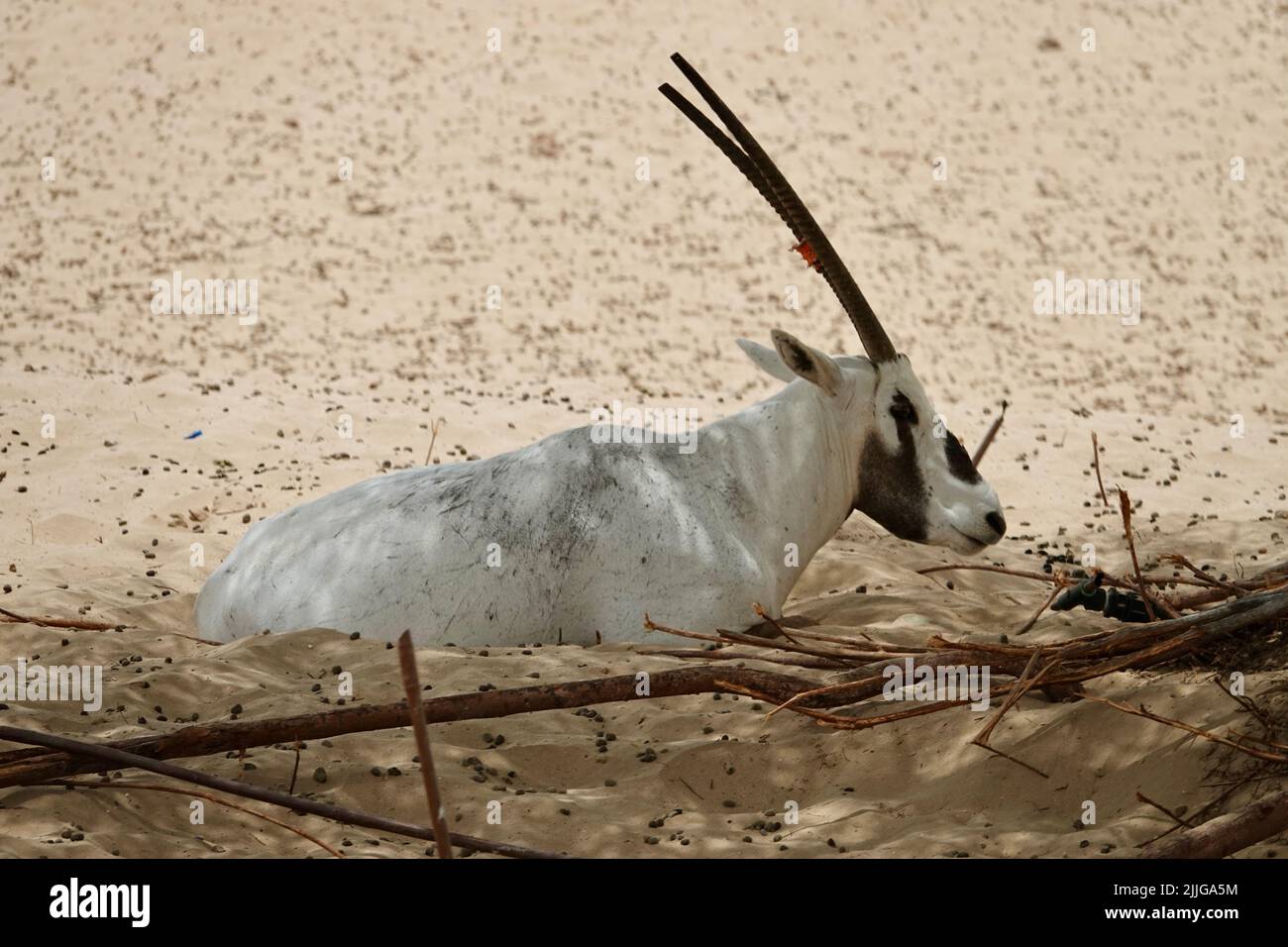Weiße Oryx-Antilope, die im Schatten ruht Stockfoto