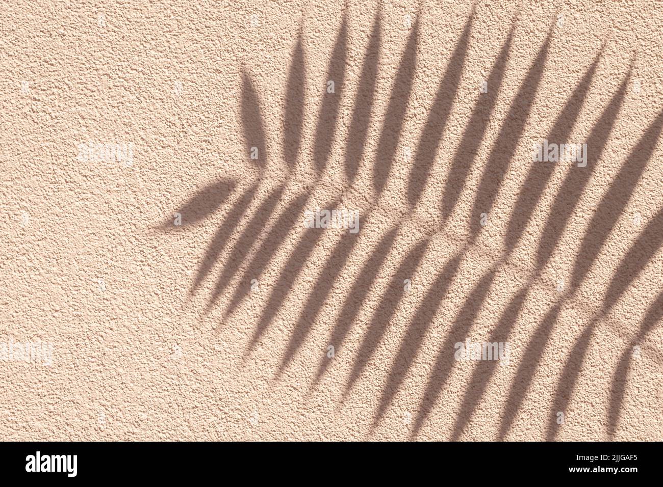 Tropischer Palmenzweig mit Schatten auf einer beigen Grunge-Zementwand, natürliche Textur aus braunem Cremeton. Abstrakter Hintergrund. Speicherplatz kopieren. Sommer Tapete, m Stockfoto