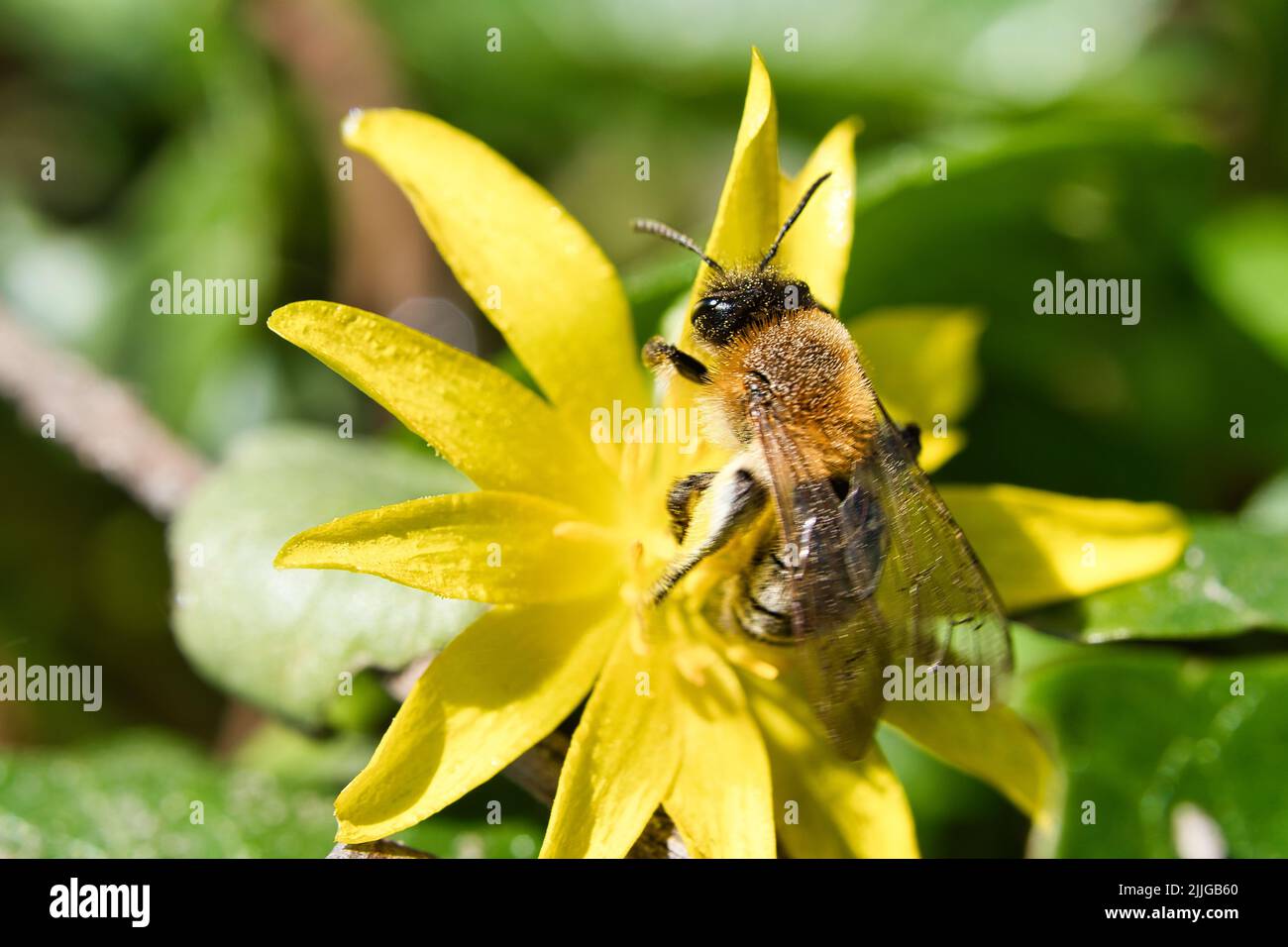 Honigbiene sammelt Nektar auf einer gelben Blume. Fleißige Insekten aus der Natur. Von Bienen ernten wir den Honig. Tierfoto aus der Natur Stockfoto