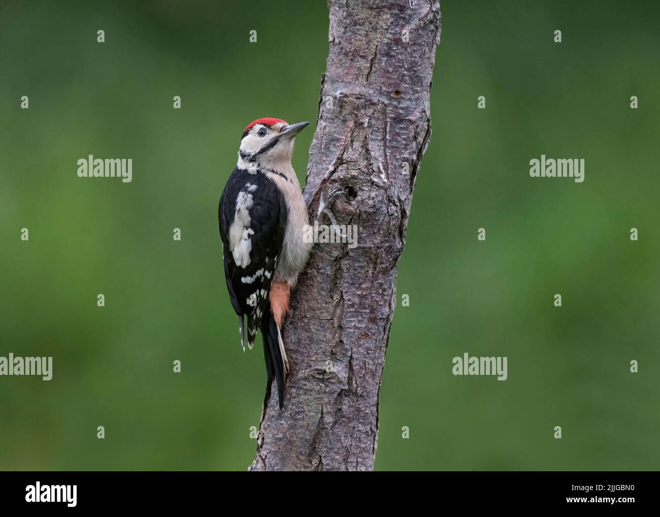 Jungtier-Buntspecht, Dendrocopos major, auf Holzfäller im Garten, Lancashire, Großbritannien Stockfoto