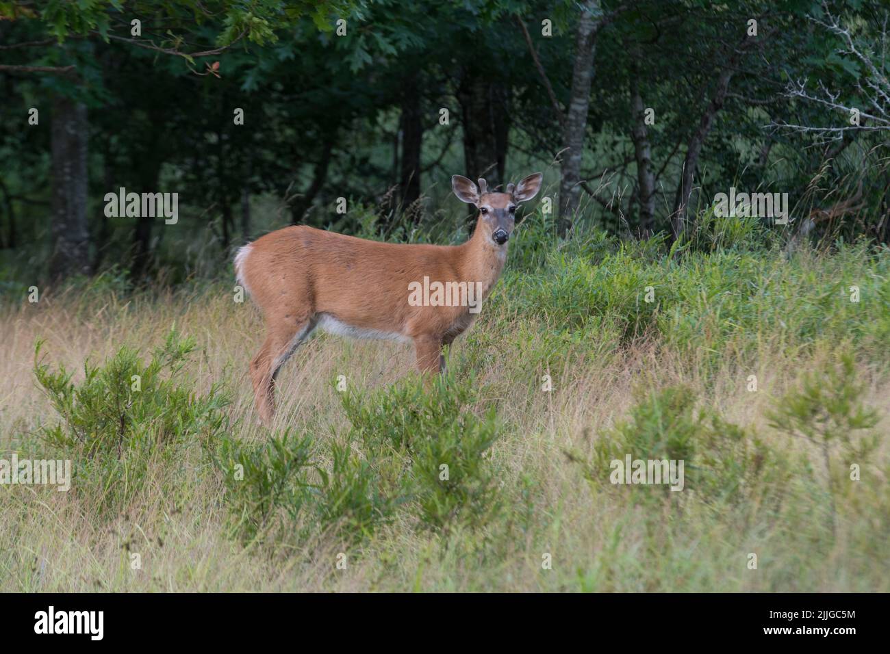 Ein männlicher Weißschwanzhirsch steht aufrecht und blickt auf die Kamera im Acadia National Park, Maine, USA Stockfoto