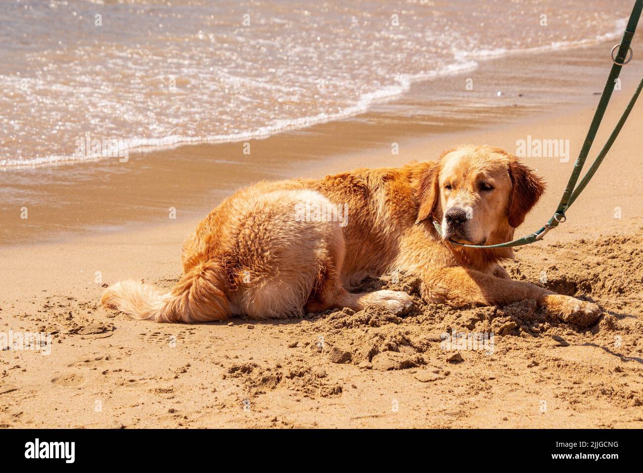 Hund liegen und entspannen am Sandstrand von Lacona Elba Italien Stockfoto