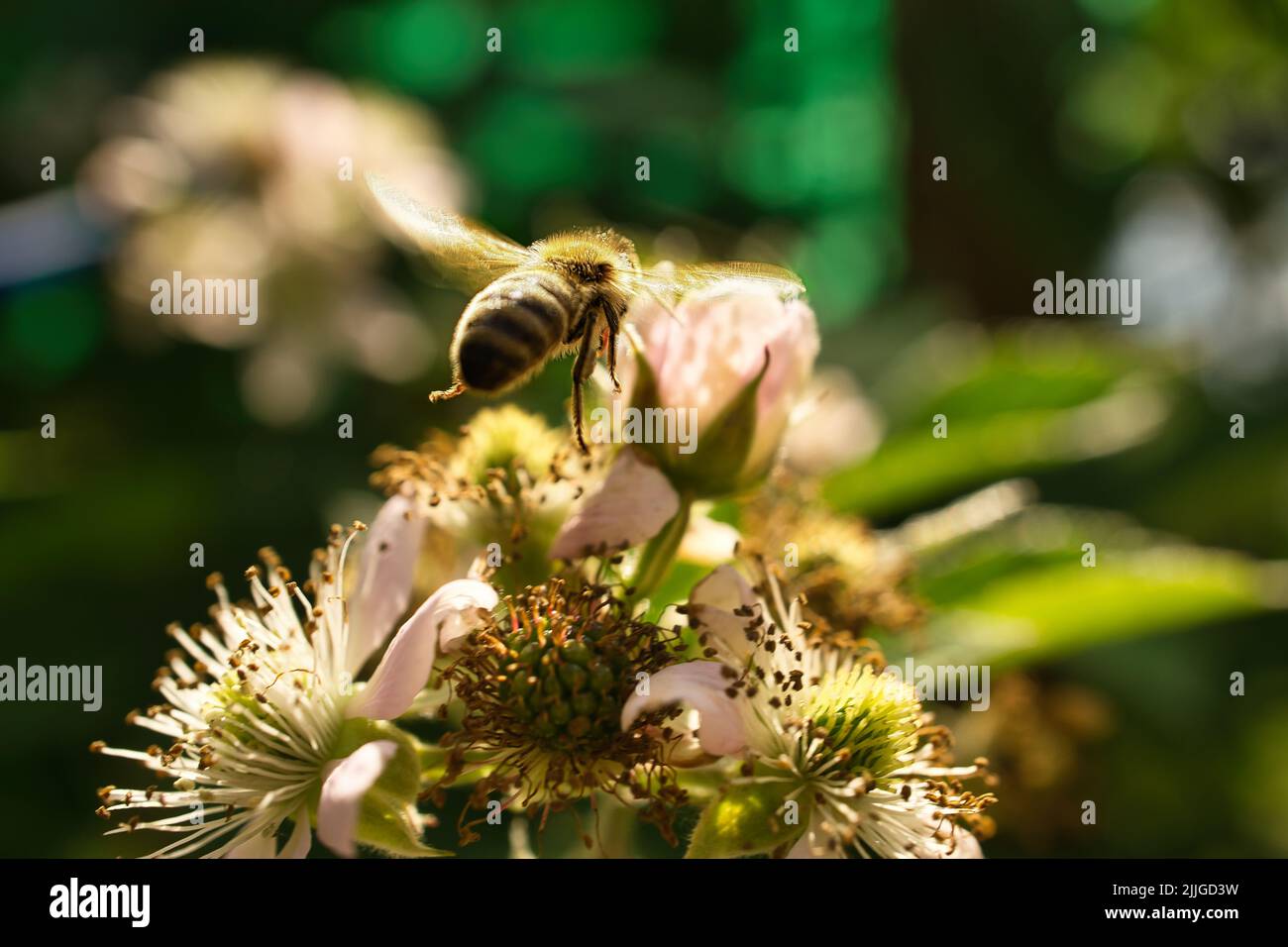 Honigbiene sammelt Nektar auf einer weißen Apfelblüte. Fleißige Insekten aus der Natur. Von Bienen ernten wir den Honig. Tierfoto aus der Natur Stockfoto