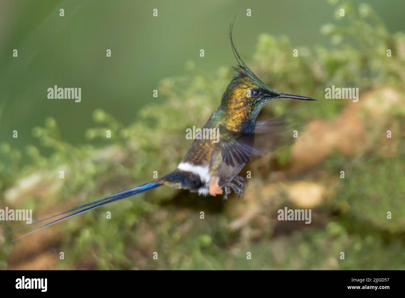 Dornschwanz-Kolibri-Männchen fliegend (Discosura popelairii) Ecuador Stockfoto