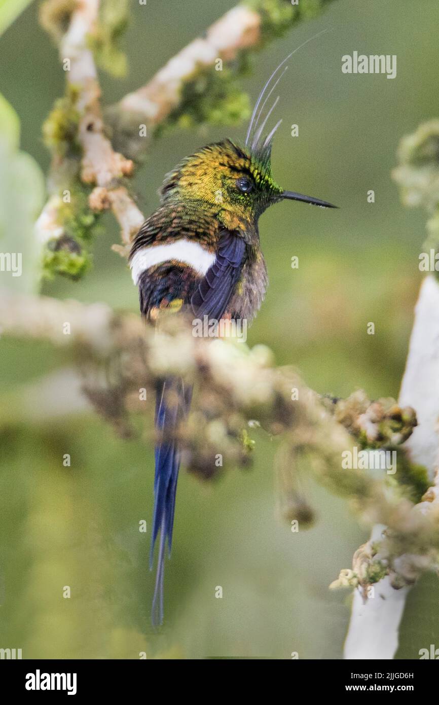 Drahtsura-Hummlingvogelmännchen (Discosura conversii) Ecuador Stockfoto