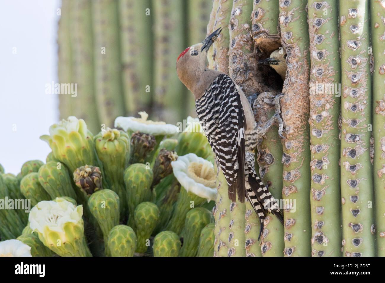 Gola Woodpecker Männchen die Nahrung zum Nest Loch in Saguaro Kaktus mit weiblichen Innen (Melanerpes uropygialis) südlichen Arizona Stockfoto