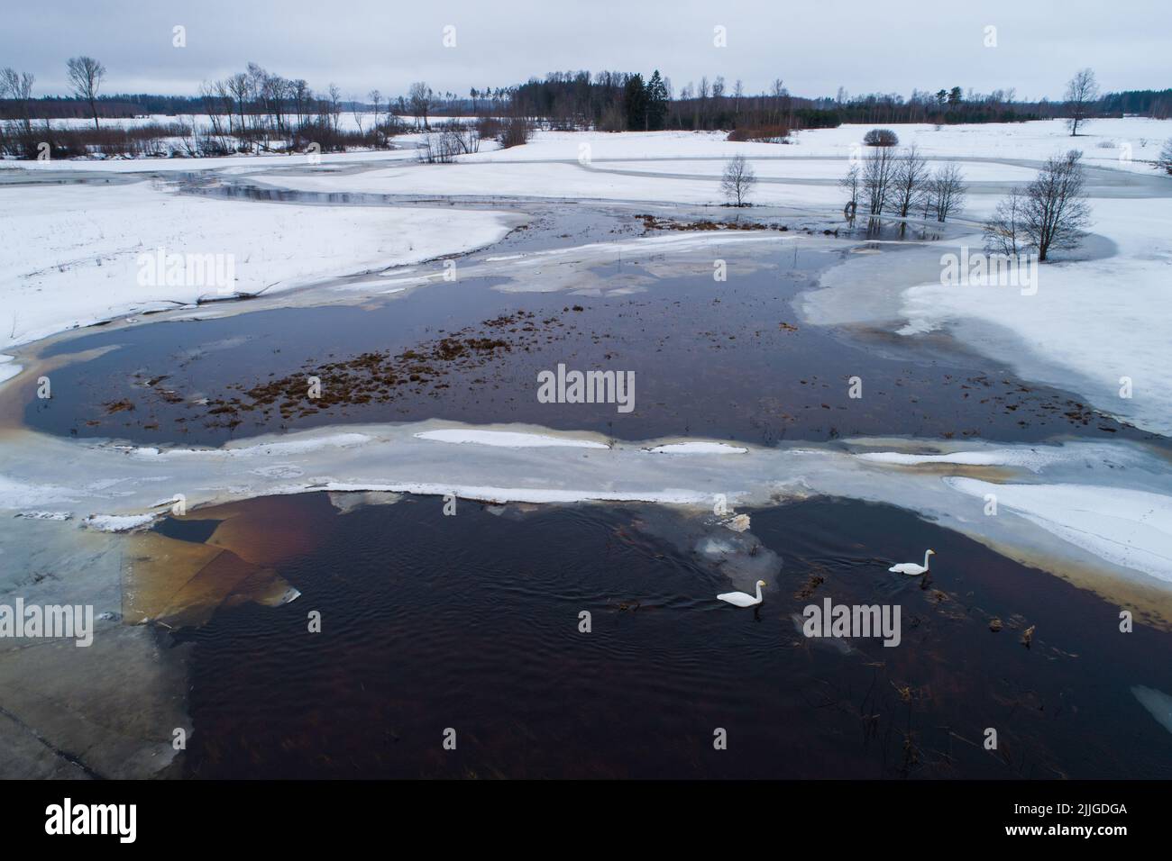 Jupperschwäne, Cygnus cygnus, der während der Frühjahrswanderung auf einer überfluteten Wiese in Estland schwimmt. Stockfoto