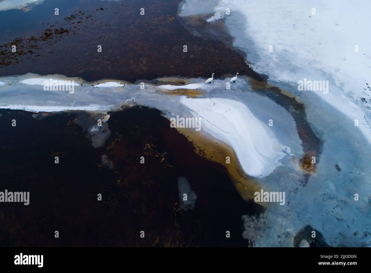 Jupperschwäne, Cygnus cygnus, der während der Frühjahrswanderung auf einer überfluteten Wiese in Estland schwimmt. Stockfoto