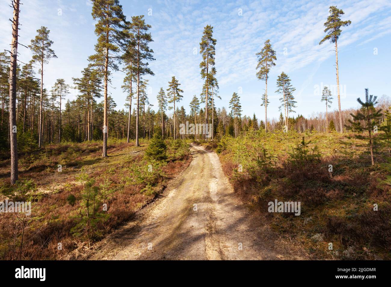 Ein kleiner Pfad, der durch einen aufgeforsteten Wald mit jungen Kiefern und hohen Samenbäumen in Nordeuropa führt Stockfoto