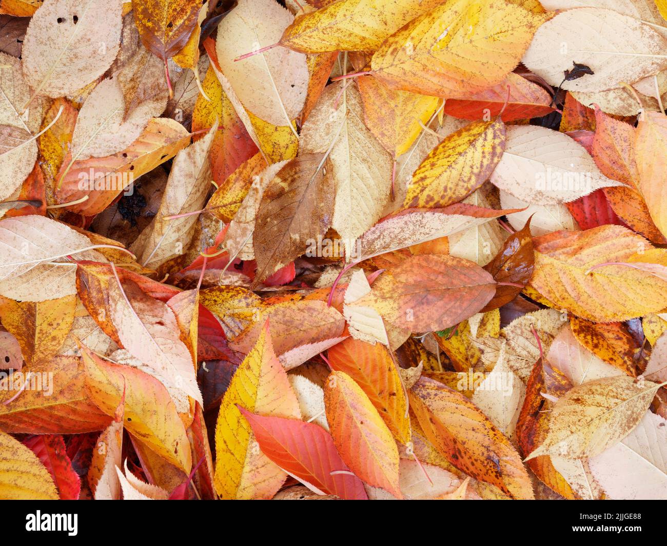 In der Herbstsaison auf dem Boden verstreute Blätter eines Kirschbaums (Prunus kanzan) Stockfoto