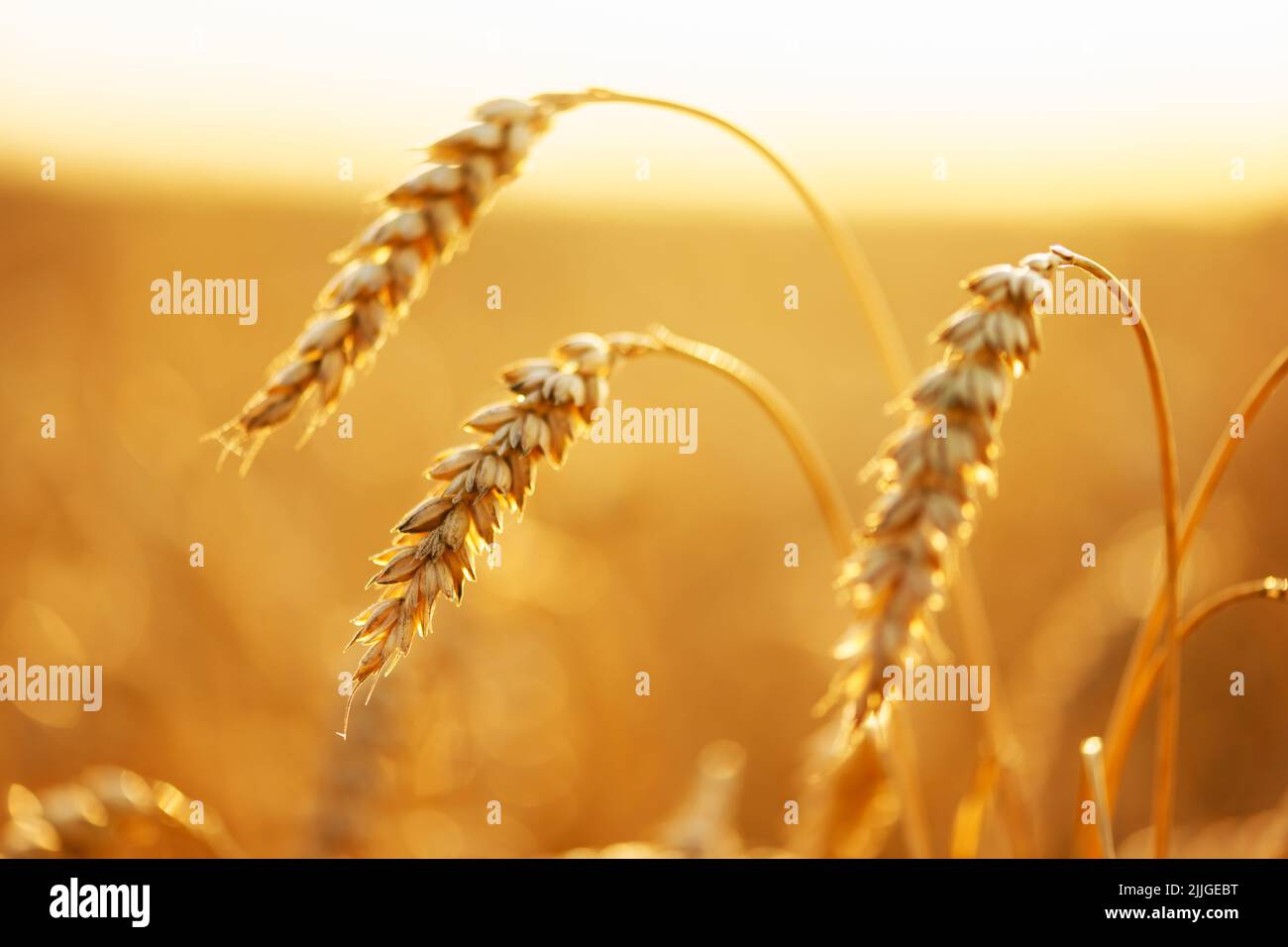 Reife Weizenspikelets auf goldenem Feld, die durch das orangefarbene Abendlicht leuchten. Industrie- und Naturhintergrund. Ukraine, Europa Stockfoto