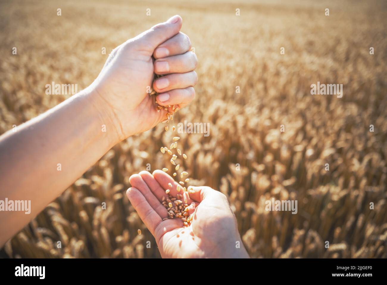 Reife Weizenkörner in agronomistischen Händen auf goldenem Feld, das durch das orangefarbene Abendlicht leuchtet. Industrie- und Naturhintergrund Stockfoto