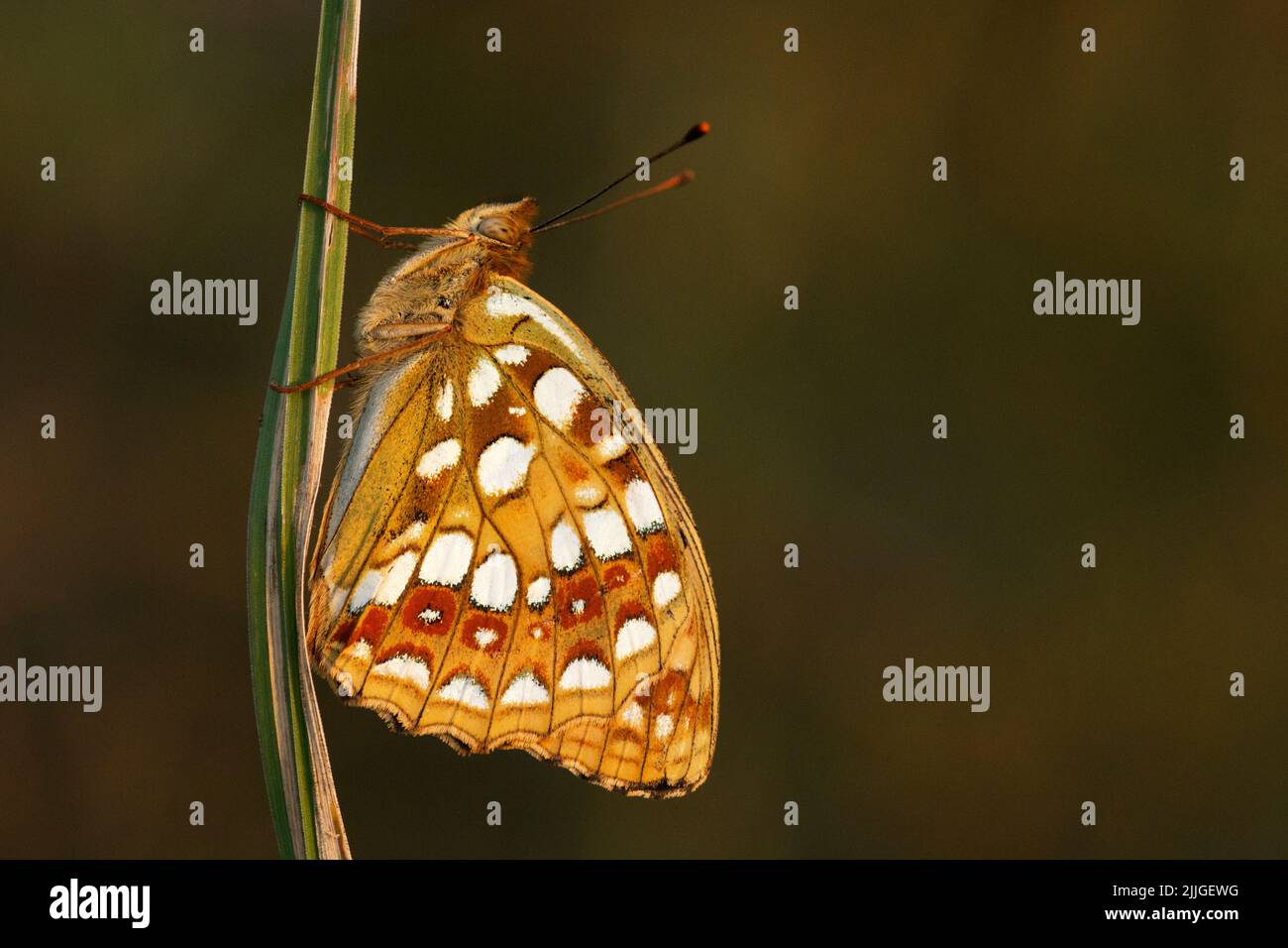 Nahaufnahme einer braunen Hochbraunen Fritille, Argynnis adippe, die auf einem Strohhalm auf einer sommerlichen Wiese in Estland, Nordeuropa ruht. Stockfoto