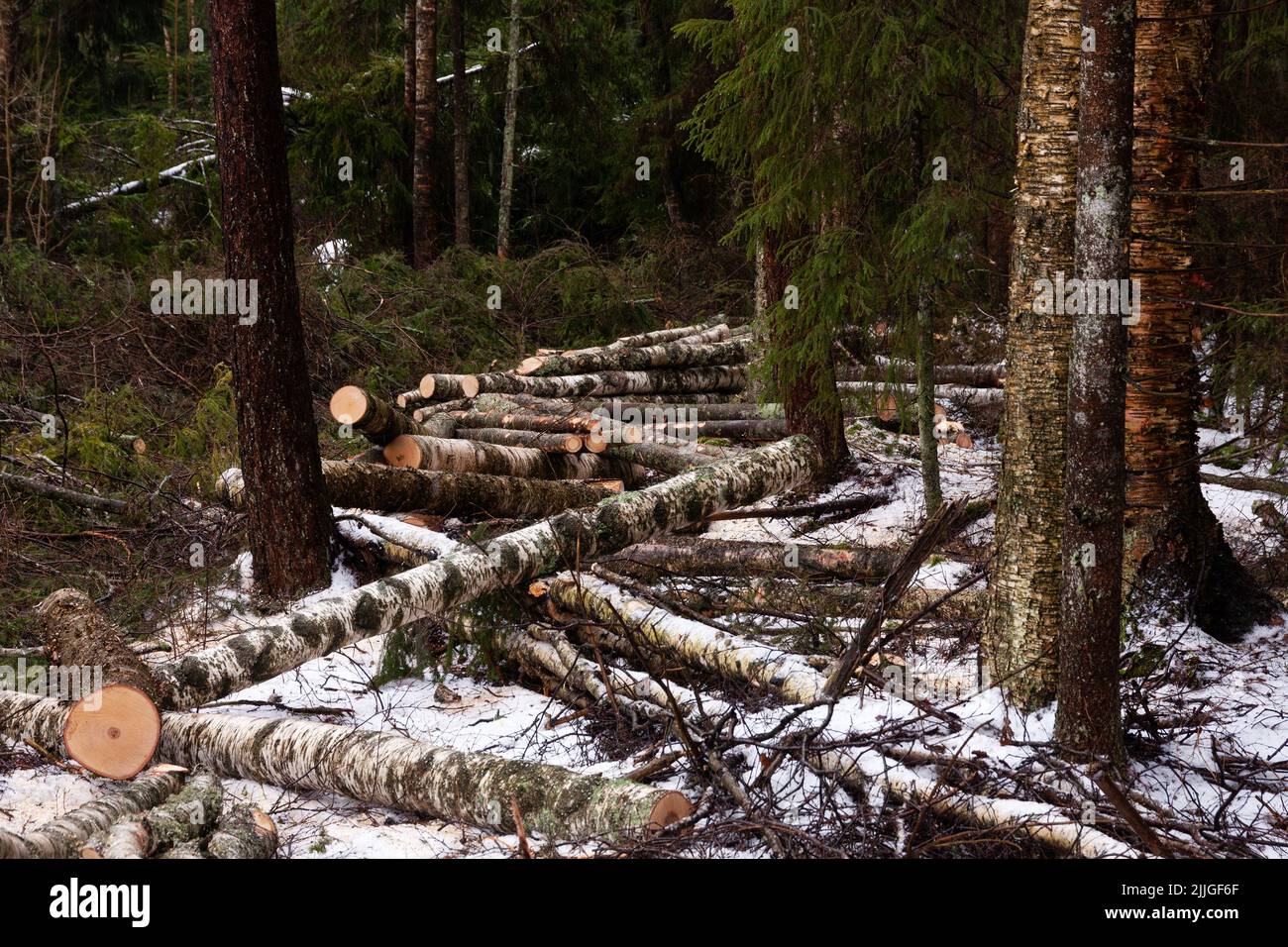 Frisch geschlagener Baumstamm in einem winterlichen Nadelwald Stockfoto