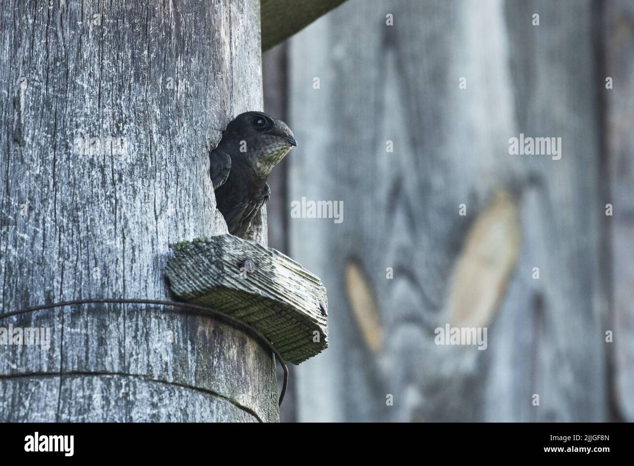 Eine europäische Passerin Common Swift, Apus apus, der während der Sommerzeit in Estland aus einem Nistkasten schaut Stockfoto