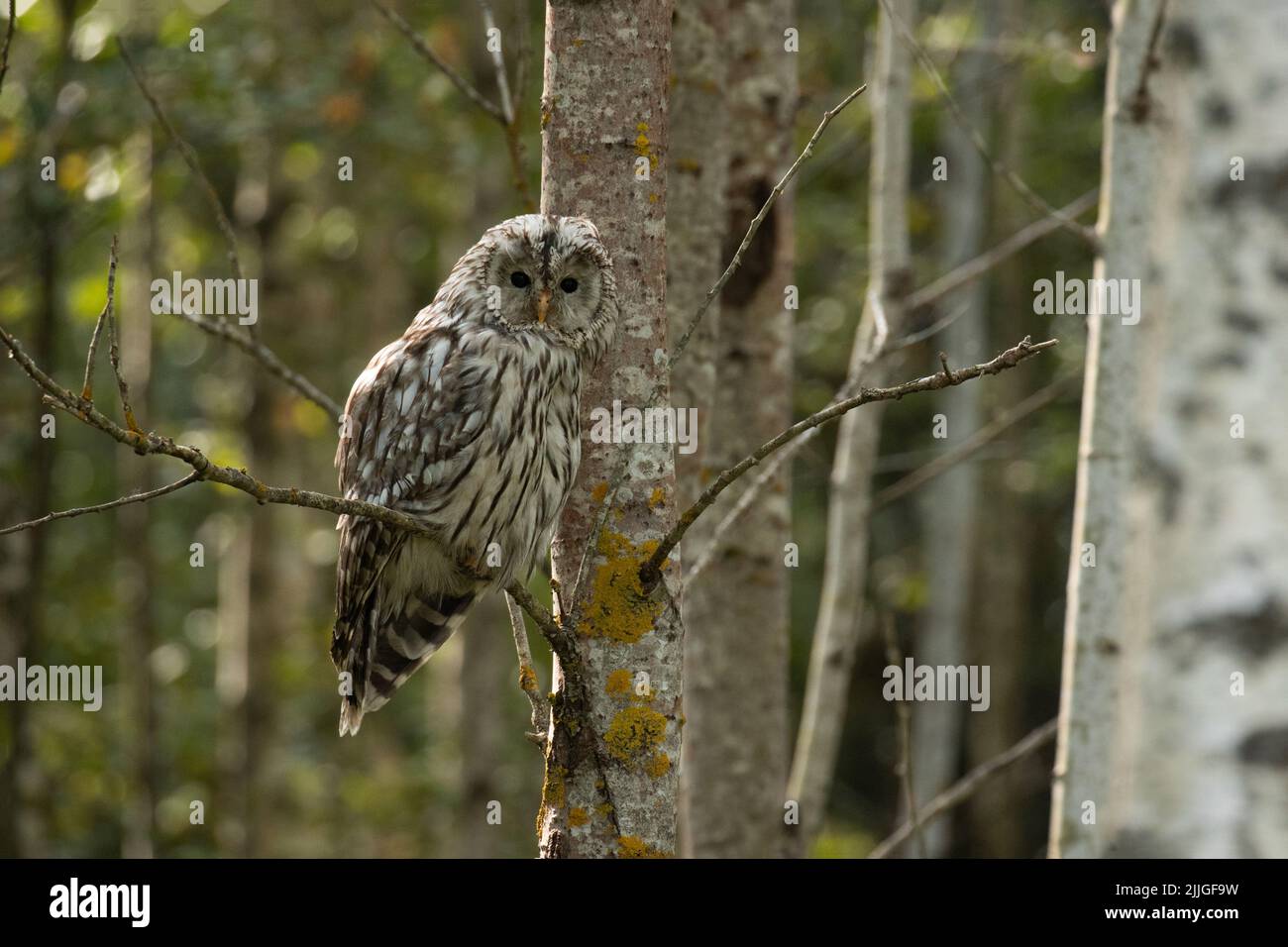 Juvenile Uraleule, Strix uralensis hoch oben in einem sommerlichen borealen Wald in Estland, Nordeuropa Stockfoto