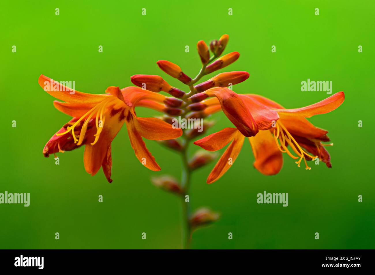 Makro einer schönen orangefarbenen Blume von Crocosmia × crocosmiiflora auf einem verblassten grünen Hintergrund Stockfoto