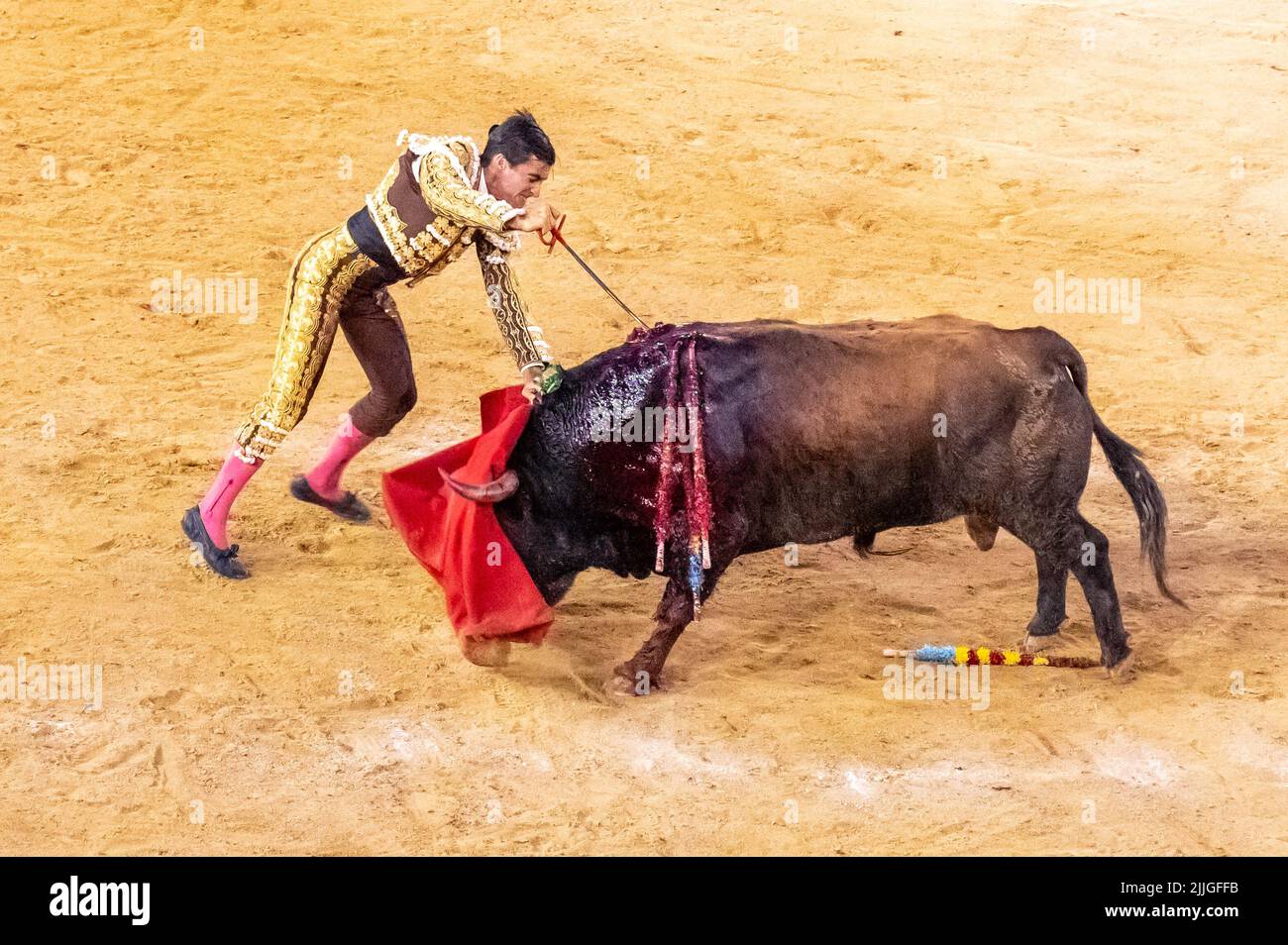 Der Stierkämpfer Angel Tellez stieß ein Schwert, um den Stier im letzten Teil des Kampfes zu töten Stockfoto