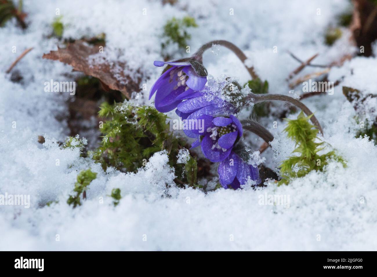 Kleine Leberwürze, Hepatica nobilis-Blüten nach Frühlingsschnee in Estland, Nordeuropa Stockfoto