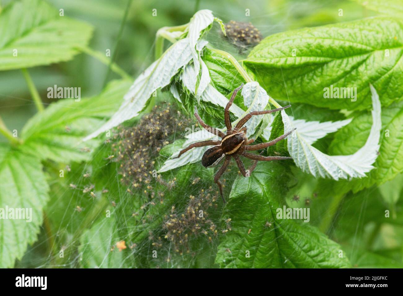 Eine große Spinne aus einer Pardosa-Familie bewacht ihre Jungtiere an einem Sommertag Stockfoto