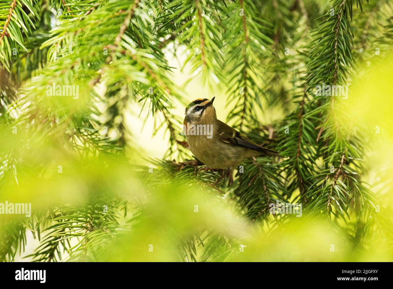 Eine kleine und farbenfrohe Gemeine Feuerreste, Regulus ignicapillus inmitten von Fichtenzweigen im estnischen borealen Wald Stockfoto