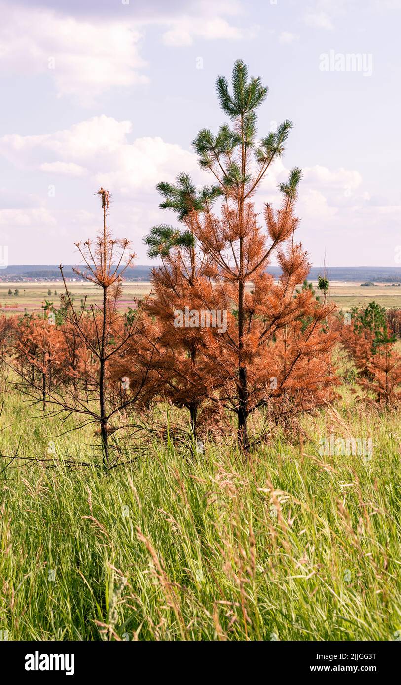 Getrocknete Nadelgelber Nadelbaum verbrannten Stamm langsam erholt nach abnormaler Hitze und Dürre oder Feuer Klimawandel Ökosystem Stockfoto