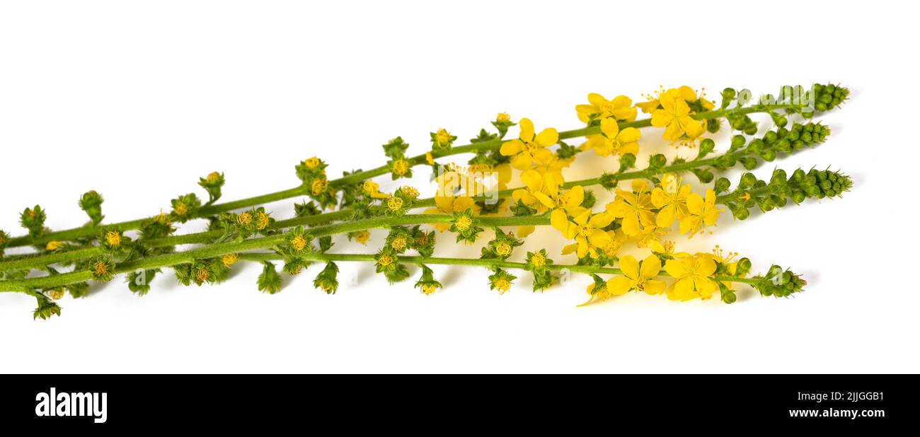 Gewöhnliche agromony Blumen isoliert auf weißem Hintergrund Stockfoto