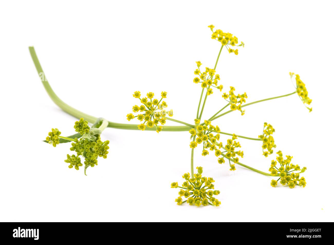 Wilde Parsnip Blumen isoliert auf weißem Hintergrund Stockfoto