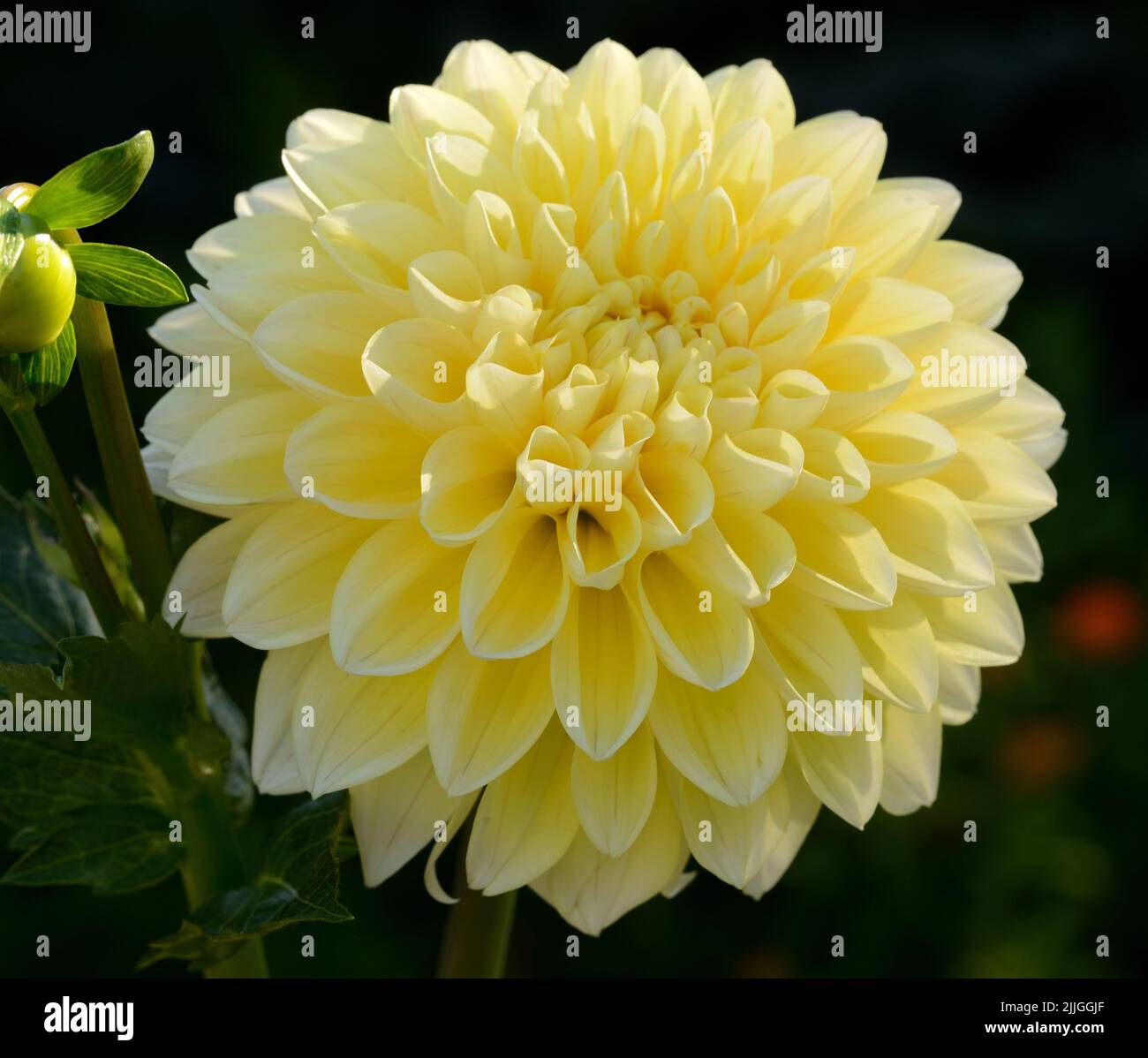 Nahaufnahme einer einzelnen blassgelben Dahlia (Honey Dew)-Blume. Stockfoto