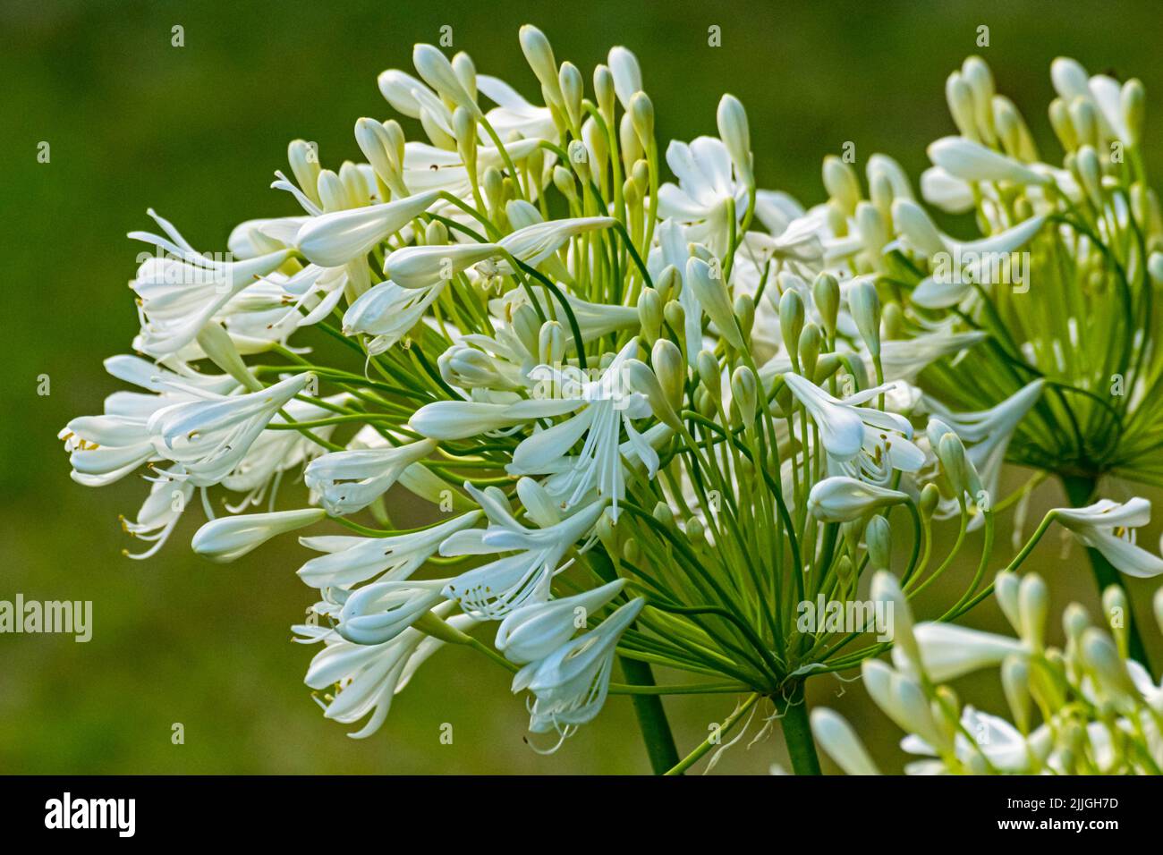 Makrodetail eines weiß blühenden Agapanthus africanus in einem Garten Stockfoto