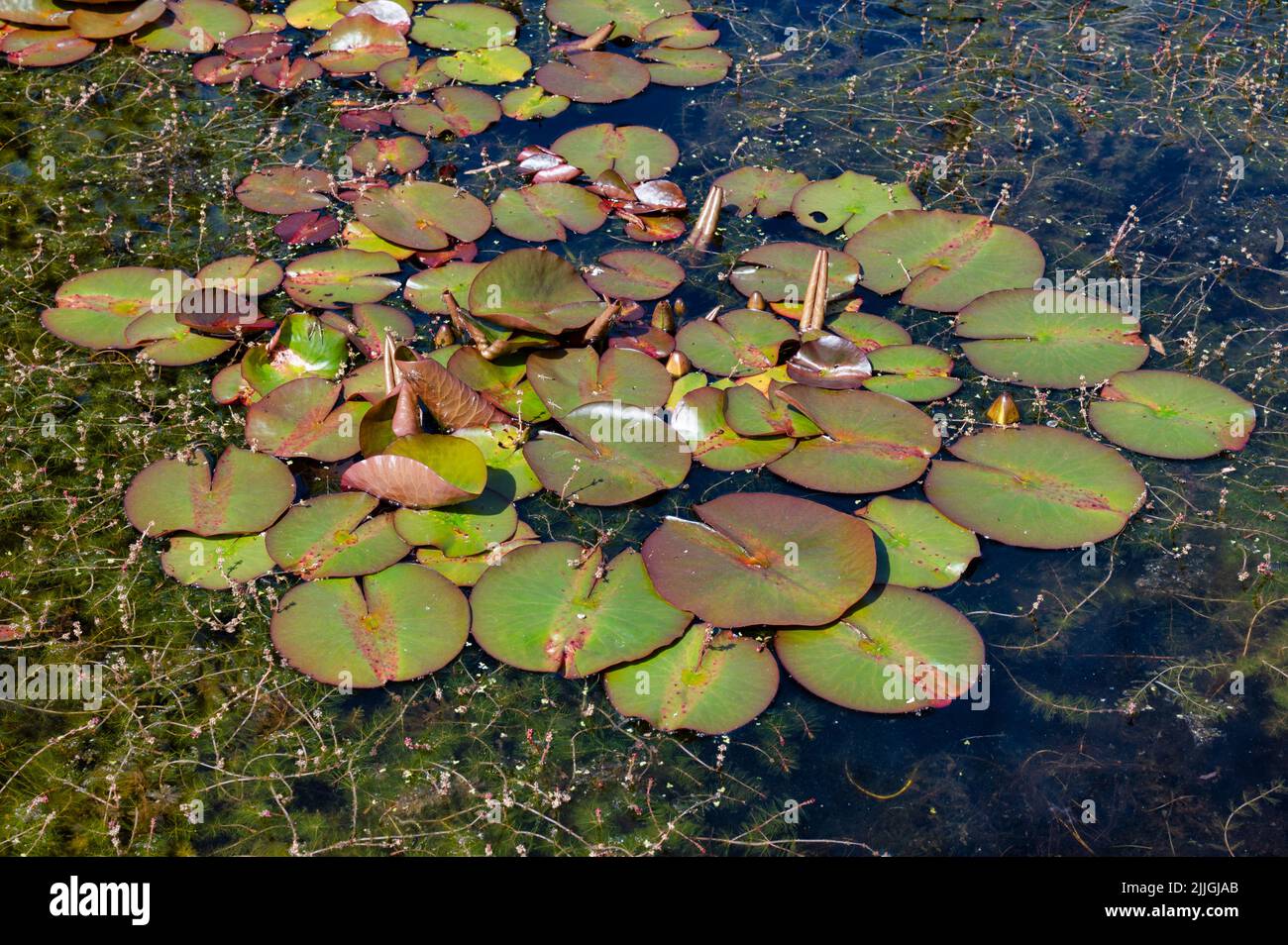 Eine Gruppe grüner Seerosen schwamm im Sommer auf einem Teich in Irland Stockfoto