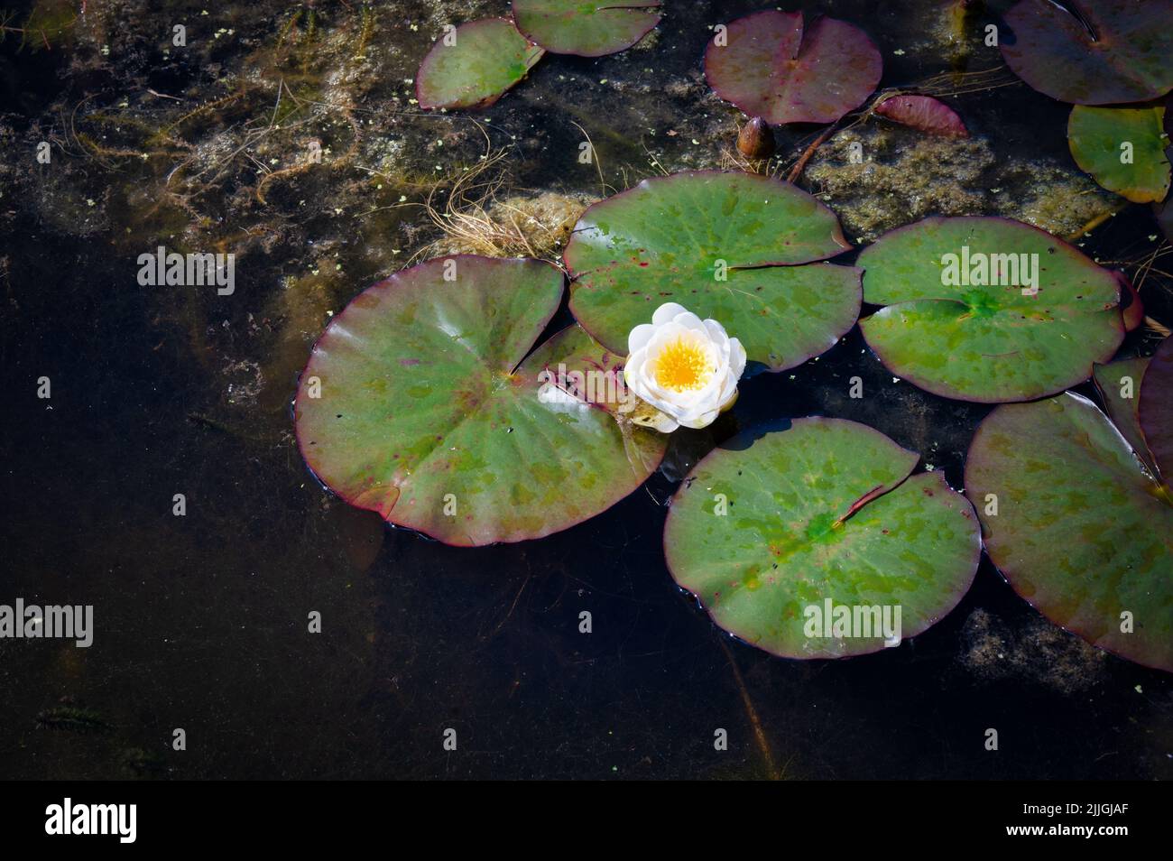 Eine weiße Seerose und Seerose stund auf einem Teich in Irland Stockfoto