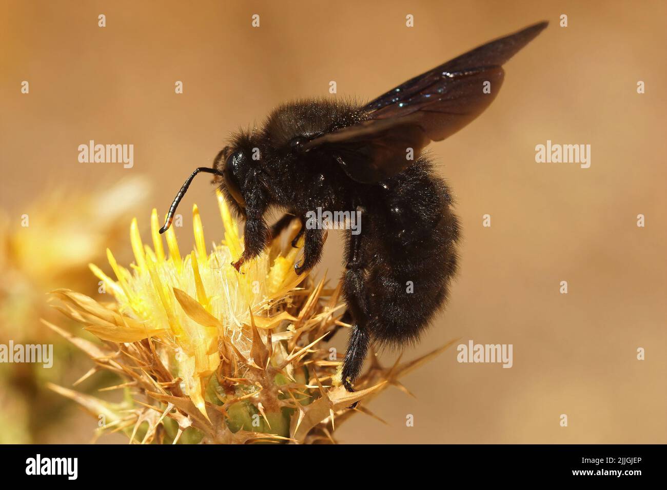 Nahaufnahme der größten europäischen schwarzen einsamen Biene, Xylocopa violacea, die in Südfrankreich mit Pollen bedeckt ist Stockfoto