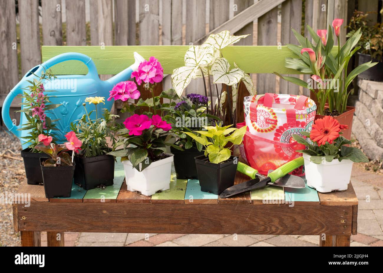 Farbenfrohe Gartenarbeitsbank mit einer Auswahl an blühenden Blumen und Werkzeugen im Frühjahr. Stockfoto