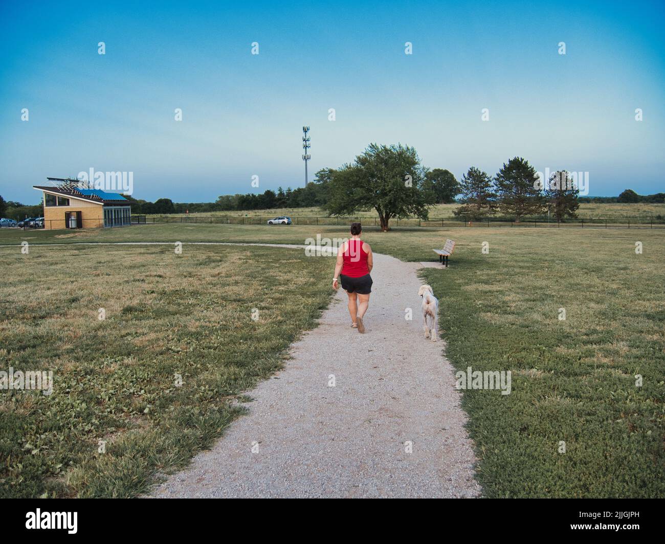 Eine Frau in Rot, die während der blauen Stunde einen cremefarbenen Standardpudel läuft. Foto aufgenommen im Heritage Park in Olathe Kansas. Stockfoto