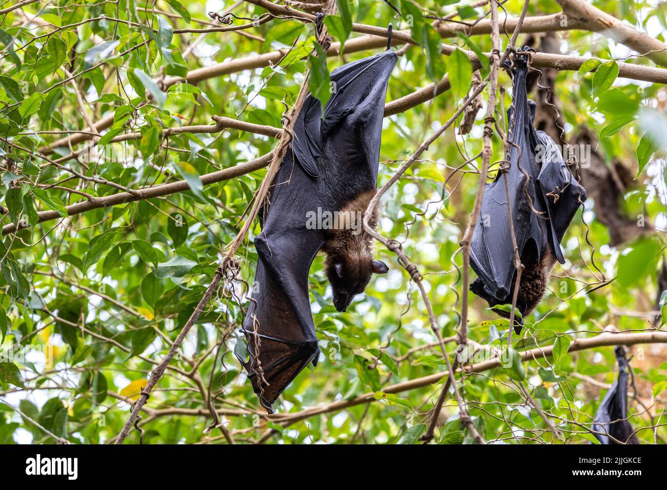 Strohbärte Fruchtbat - Eidolon helvum, schönes kleines Säugetier aus afrikanischen Wäldern und Wäldern, Bwindi, Uganda. Stockfoto