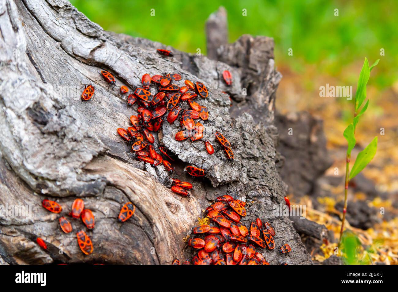 Rote Käfer. Eine KäferSchar sitzt auf einem Baumstumpf. Insekten in