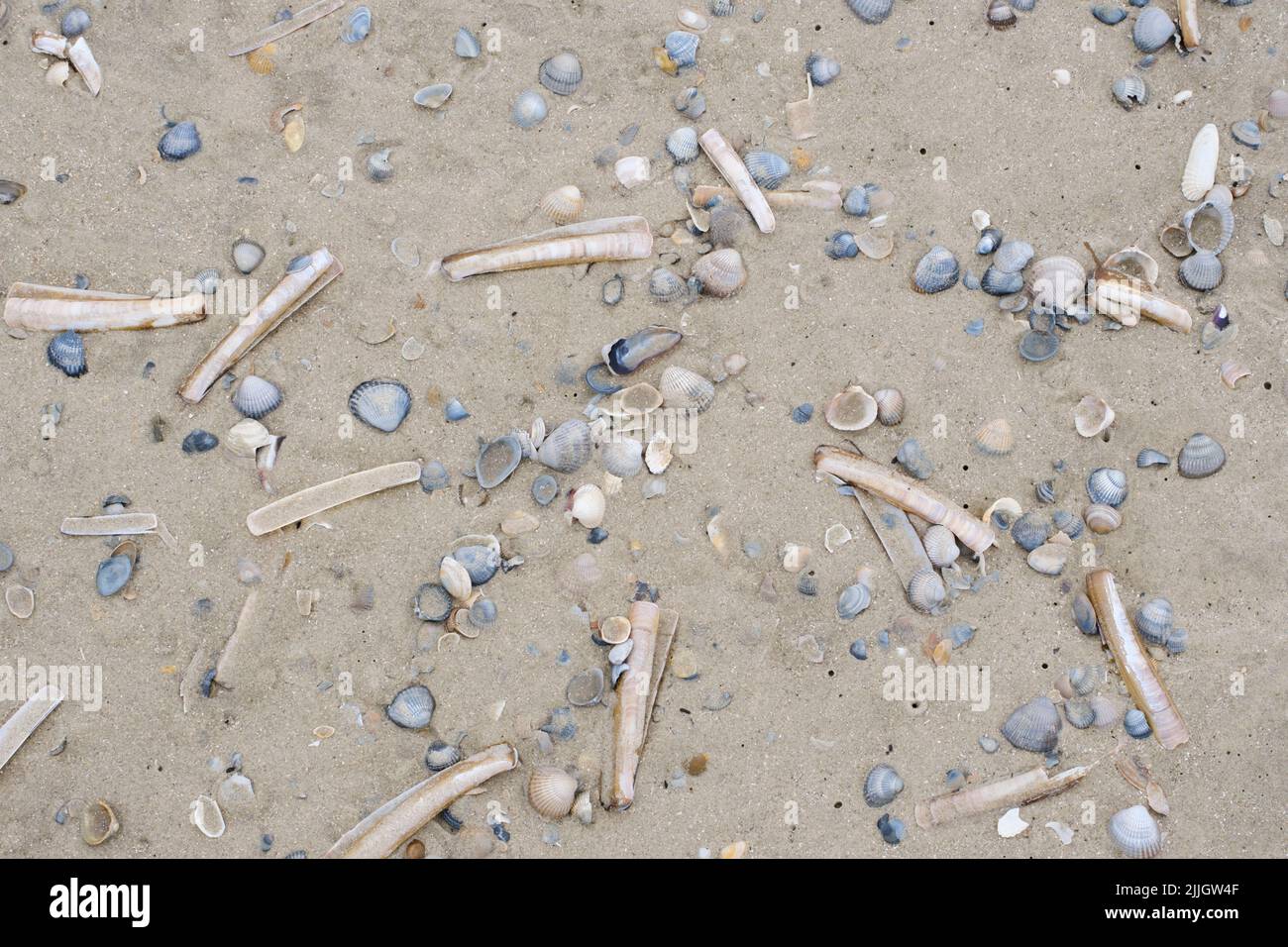 Muscheln am Strand Stockfoto