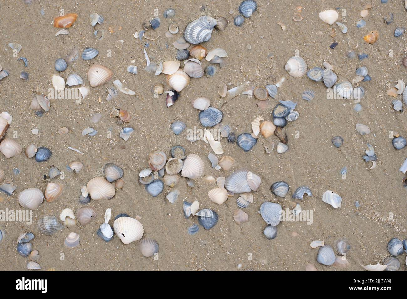 Muscheln am Strand Stockfoto